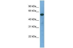 ARHGAP15 antibody used at 0. (ARHGAP15 抗体  (Middle Region))