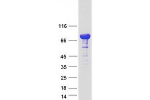 RAB11FIP1 Protein (Transcript Variant 1) (Myc-DYKDDDDK Tag)