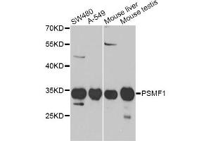 Western blot analysis of extracts of various cell lines, using PSMF1 Antibody (ABIN5973235) at 1/1000 dilution. (PSMF1 抗体)