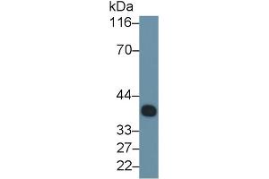 Detection of CLU in Porcine Serum using Monoclonal Antibody to Clusterin (CLU) (Clusterin 抗体  (AA 229-446))