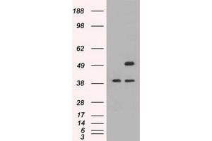 Image no. 1 for anti-CD4 (CD4) antibody (ABIN1497293) (CD4 抗体)