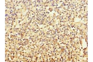 Immunohistochemistry of paraffin-embedded human spleen tissue using ABIN7154651 at dilution of 1:100 (MCF2L 抗体  (AA 850-980))