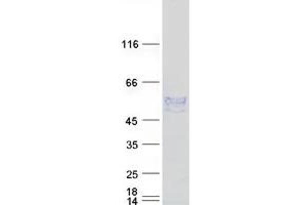 ENPP6 Protein (Myc-DYKDDDDK Tag)