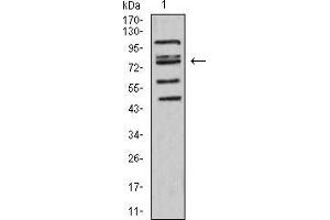 Western blot analysis using FOXP2 mouse mAb against HepG2 (1) cell lysate. (FOXP2 抗体  (AA 641-740))