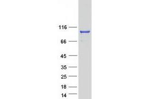 Validation with Western Blot (MICALCL Protein (C-Term) (Myc-DYKDDDDK Tag))