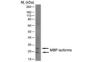 Western Blotting (WB) image for anti-Myelin Basic Protein (MBP) (AA 82-87) antibody (ABIN2475514) (MBP 抗体  (AA 82-87))