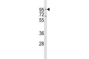 Western blot analysis of CD71 antibody and HeLa lysate. (Transferrin Receptor 抗体  (AA 649-677))