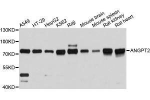 Western blot analysis of extracts of various cell lines, using ANGPT2 antibody (ABIN1870971) at 1:3000 dilution. (Angiopoietin 2 抗体)
