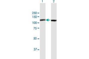 Western Blot analysis of NCL expression in transfected 293T cell line by NCL MaxPab polyclonal antibody. (Nucleolin 抗体  (AA 1-710))