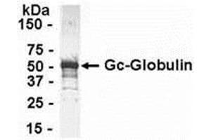 Western Blotting (WB) image for anti-Gc (AA 1-474) antibody (ABIN2467931) (Gc (AA 1-474) 抗体)