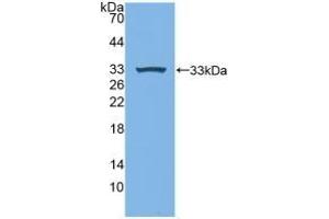 Detection of Recombinant MPG1, Human using Polyclonal Antibody to Macrophage Expressed Gene 1 Protein (MPG1) (MPEG1 抗体  (AA 313-580))