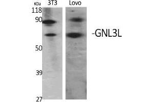 Western Blot analysis of various cells using GNL3L Polyclonal Antibody diluted at 1:2000. (GNL3L 抗体  (AA 40-120))