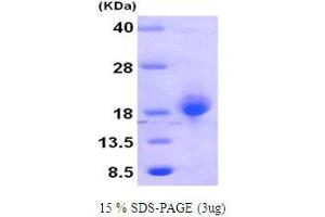 GADD45B Protein (AA 1-160)