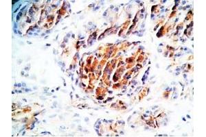 Human pancreas tissue was stained by Rabbit Anti-TRB-3 (314-349) (Rat) Antibody (TAS2R140 抗体  (AA 314-349))