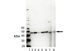 Western blot analysis of PDK1, pAb : Lane 1: MW Marker, Lane 2: HeLa Cell Lysate , Lane 3: Rat Brain Lysate , Lane 4: Mouse Brain Lysate , Lane 5: ESK-4 cell Lysate, Lane 6: RK-13 Cell Lysate, Lane 7: MCDK Cell Lysate, Lane 8: Vero Lysate (PDK1 抗体)