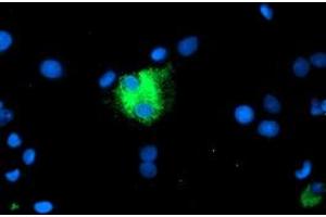 Image no. 3 for anti-Carboxypeptidase A1 (Pancreatic) (CPA1) antibody (ABIN1497592) (CPA1 抗体)