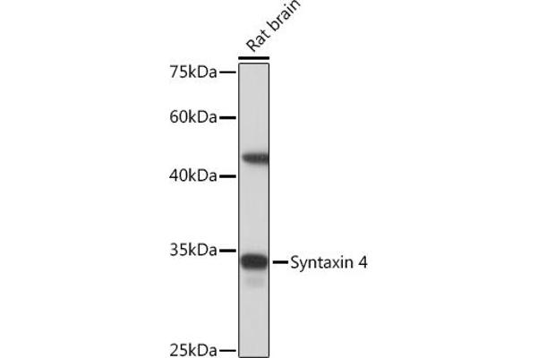 Syntaxin 4 抗体