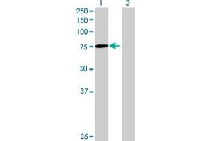 Western Blot analysis of DDX3X expression in transfected 293T cell line by DDX3X MaxPab polyclonal antibody. (DDX3X 抗体  (AA 1-662))