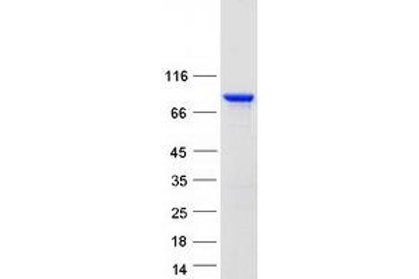 ENAH Protein (Transcript Variant 2) (Myc-DYKDDDDK Tag)