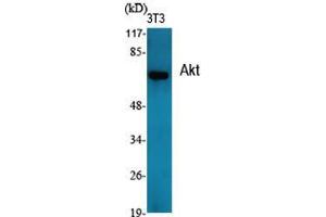 Western Blot (WB) analysis of specific cells using Akt Polyclonal Antibody. (AKT1 抗体  (Internal Region))