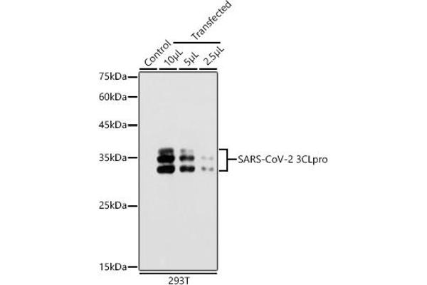 SARS-Coronavirus Nonstructural Protein 8 (SARS-CoV NSP8) 抗体