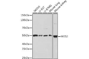 Western blot analysis of extracts of various cell lines, using MEIS2 Rabbit mAb (ABIN7268450) at 1:1000 dilution. (MEIS2 抗体)