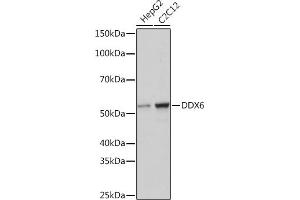 Western blot analysis of extracts of various cell lines, using DDX6 Rabbit mAb (ABIN7266703) at 1:1000 dilution. (DDX6 抗体)