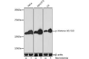 Western blot analysis of extracts of various cell lines, using Phospho-Histone H3-S10 Rabbit pAb (ABIN7267687) at 1:1000 dilution. (Histone 3 抗体  (H3S10p))