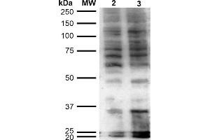 Western Blot analysis of Human Cervical Cancer cell line (HeLa) showing detection of Hexanoyl-Lysine adduct-BSA using Mouse Anti-Hexanoyl-Lysine adduct Monoclonal Antibody, Clone 5D9 . (Hexanoyl-Lysine Adduct (HEL) 抗体)