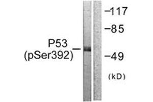 Western blot analysis of extracts from 293 cells treated with Etoposide 25uM 60', using p53 (Phospho-Ser392) Antibody. (p53 抗体  (pSer392))