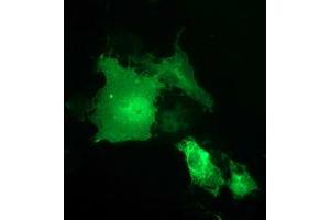 Anti-SH2B3 mouse monoclonal antibody (ABIN2454696) immunofluorescent staining of COS7 cells transiently transfected by pCMV6-ENTRY SH2B3 (RC218359). (SH2B3 抗体)