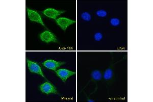 Immunofluorescence (IF) image for anti-Peripheral-Type Benzodiazepine Receptor (TSPO) (C-Term) antibody (ABIN570960)