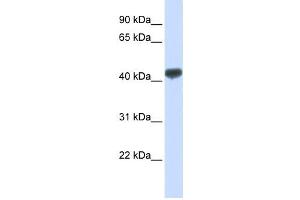 Western Blotting (WB) image for anti-Zinc Finger Protein 265 (Zranb2) antibody (ABIN2458270) (ZNF265 抗体)