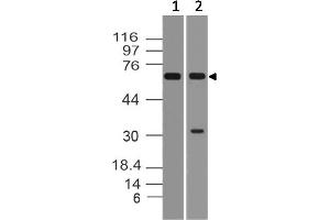 Image no. 1 for anti-Mitochondrial Antiviral Signaling Protein (MAVS) (AA 72-296) antibody (ABIN5027463) (MAVS 抗体  (AA 72-296))