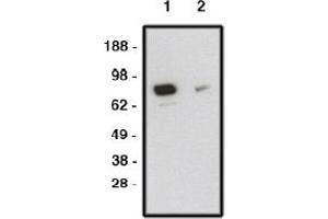 Image no. 1 for anti-Smoothened Homolog (Drosophila) (SMO) antibody (ABIN265245) (SMO 抗体)