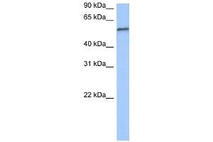 RPUSD2 antibody used at 0. (RPUSD2 抗体  (C-Term))