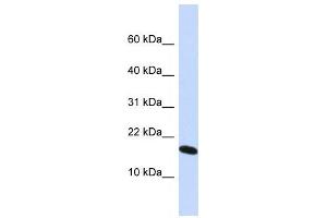 Western Blotting (WB) image for anti-H2A Histone Family, Member X (H2AFX) antibody (ABIN2460032) (H2AFX 抗体)