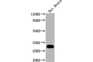 Western Blot Positive WB detected in: Rat Brain tissue All lanes: Hmgb1 antibody at 1:2000 Secondary Goat polyclonal to rabbit IgG at 1/50000 dilution Predicted band size: 25 kDa Observed band size: 30 kDa (HMGB1 抗体  (AA 2-18))