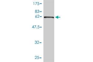 Western Blotting (WB) image for anti-Eukaryotic Translation Elongation Factor 1 gamma (EEF1G) (AA 1-437) antibody (ABIN560696)