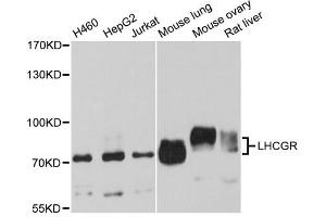 Western blot analysis of extracts of various cell lines, using LHCGR antibody (ABIN1980282) at 1:1000 dilution. (LHCGR 抗体)
