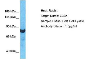 Host: Rabbit Target Name: ZBBX Sample Type: Hela Whole Cell lysates Antibody Dilution: 1. (ZBBX 抗体  (N-Term))