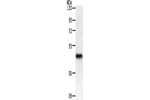 Western Blotting (WB) image for anti-Pyruvate Dehydrogenase Kinase, Isozyme 2 (PDK2) antibody (ABIN2426340) (PDK2 抗体)