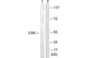 Western Blotting (WB) image for anti-C-Src tyrosine Kinase (CSK) (AA 330-379) antibody (ABIN2888621) (CSK 抗体  (AA 330-379))