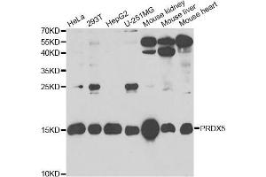 Western blot analysis of extracts of various cell lines, using PRDX5 antibody (ABIN5973743) at 1/1000 dilution. (Peroxiredoxin 5 抗体)