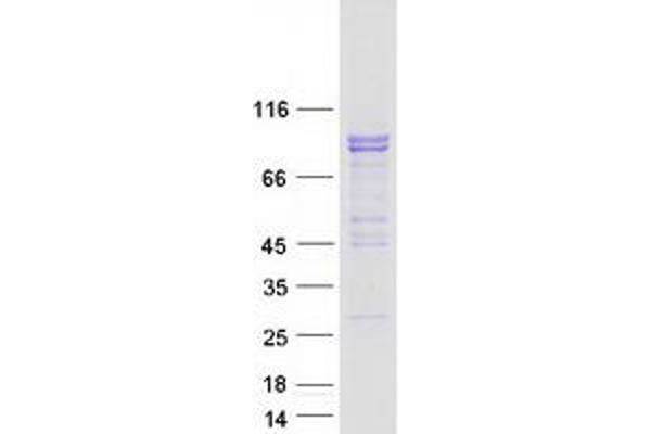 PCDHA4 Protein (Transcript Variant 2) (Myc-DYKDDDDK Tag)