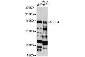 Western blot analysis of extracts of various cell lines, using ABCC4 antibody (ABIN5971224) at 1:3000 dilution. (ABCC4 抗体)
