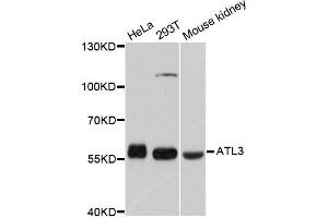 Western blot analysis of extracts of various cell lines, using ATL3 antibody. (ATL3 抗体)