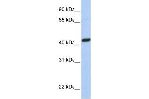 Western Blotting (WB) image for anti-Peroxisomal Biogenesis Factor 10 (PEX10) antibody (ABIN2458699) (PEX10 抗体)