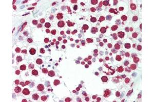 Human Testis: Formalin-Fixed, Paraffin-Embedded (FFPE), at a dilution of 1:50. (Nuclei and Chromosomes, Histone Specific 抗体)