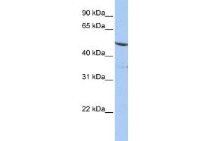 WB Suggested Anti-IFRD1 Antibody Titration: 0. (IFRD1 抗体  (N-Term))